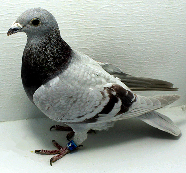 Band: 6917 JPB B 2025